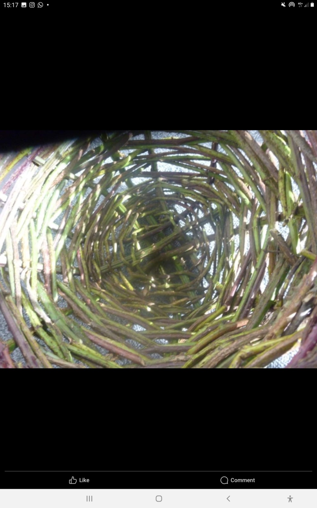 Making Bramble Baskets For Bushcraft&nbsp;Magazine