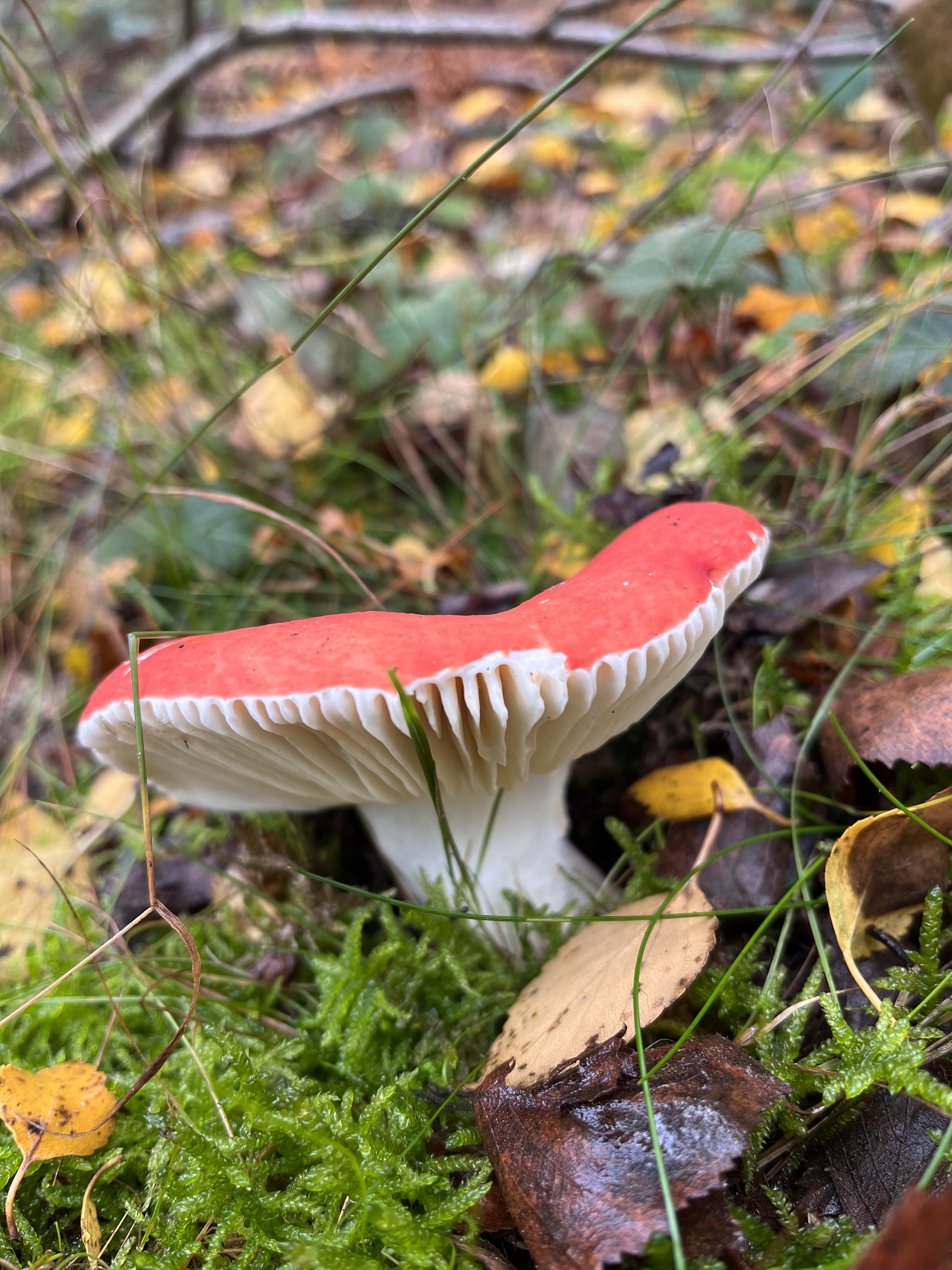 King’s Wood: The Kingdom of Fungi – Oct 25th