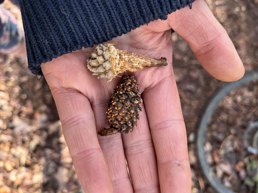 Track & Sign Pt 2: Plantation Wood &&nbsp;Rushmere