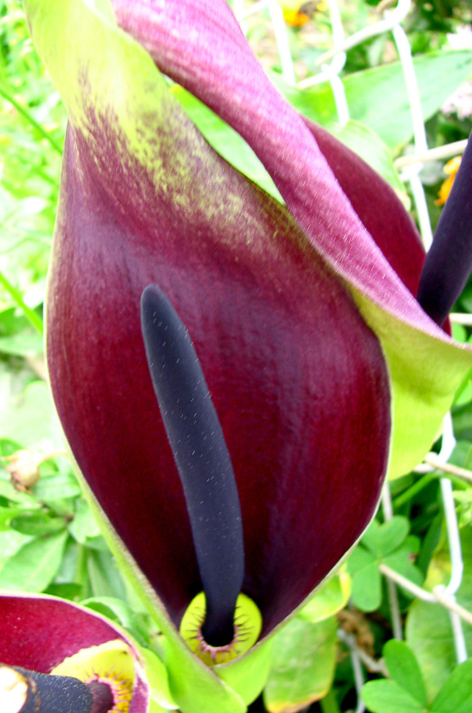 Can We Eat ARUM&nbsp;LILIES?
