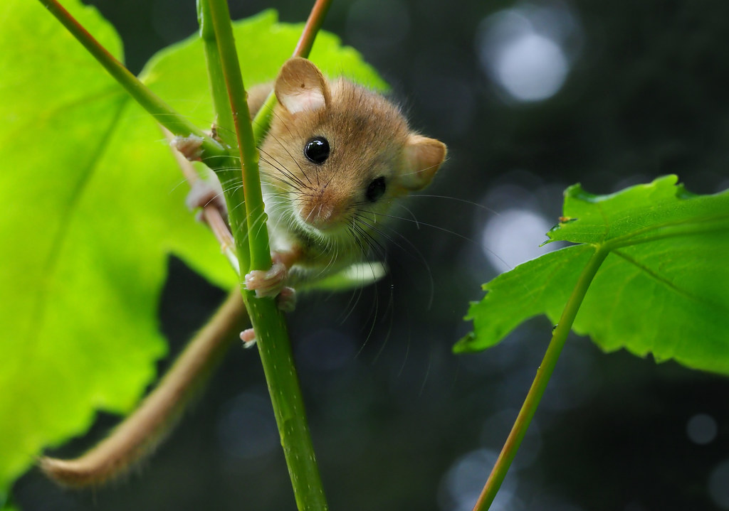 Hazel dormouse (Muscardinus avellanarius), Skole, Lviv Oblast, Ukraine
