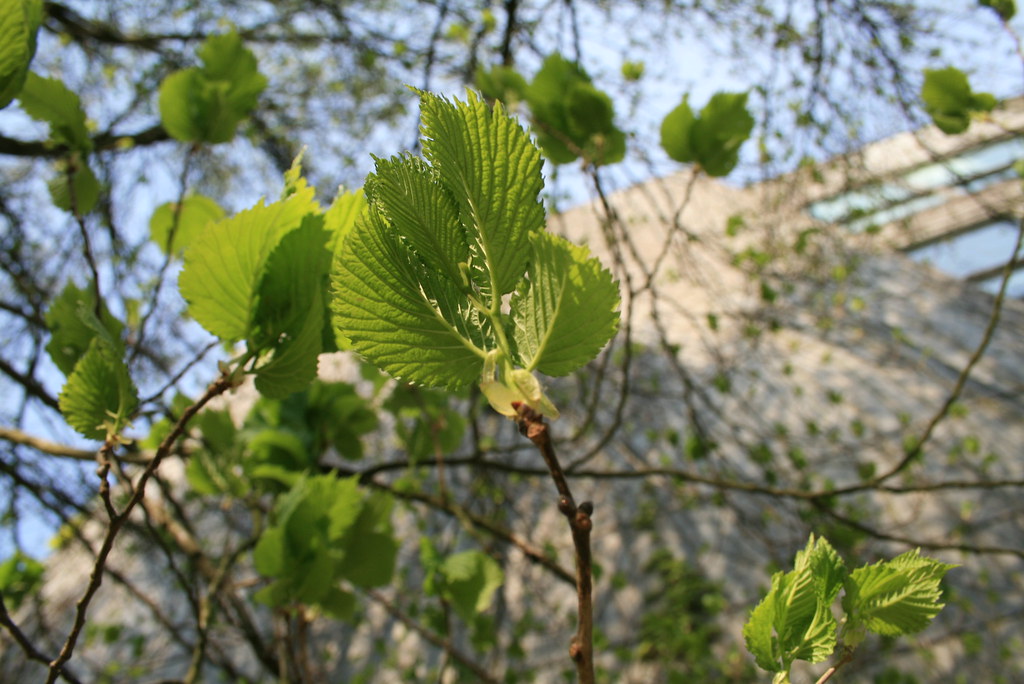Bud on hazel tree
