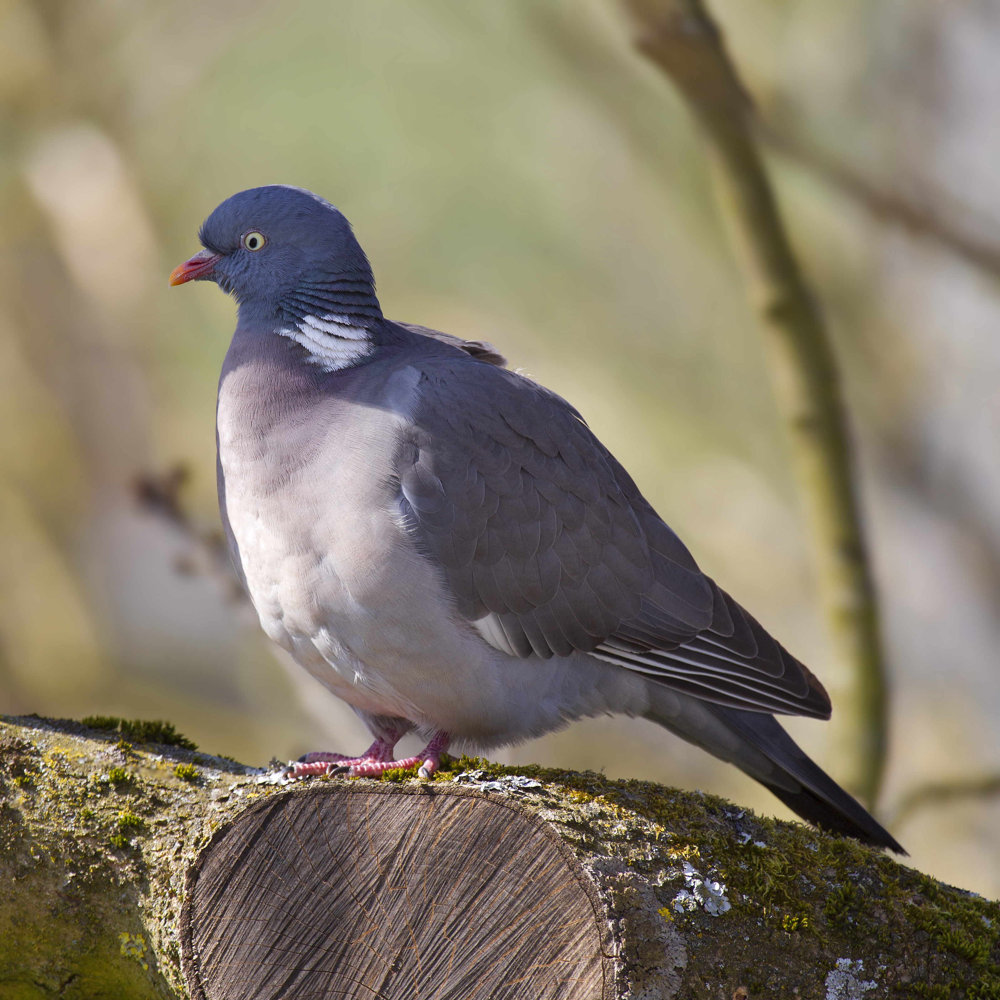 Common Wood Pigeon