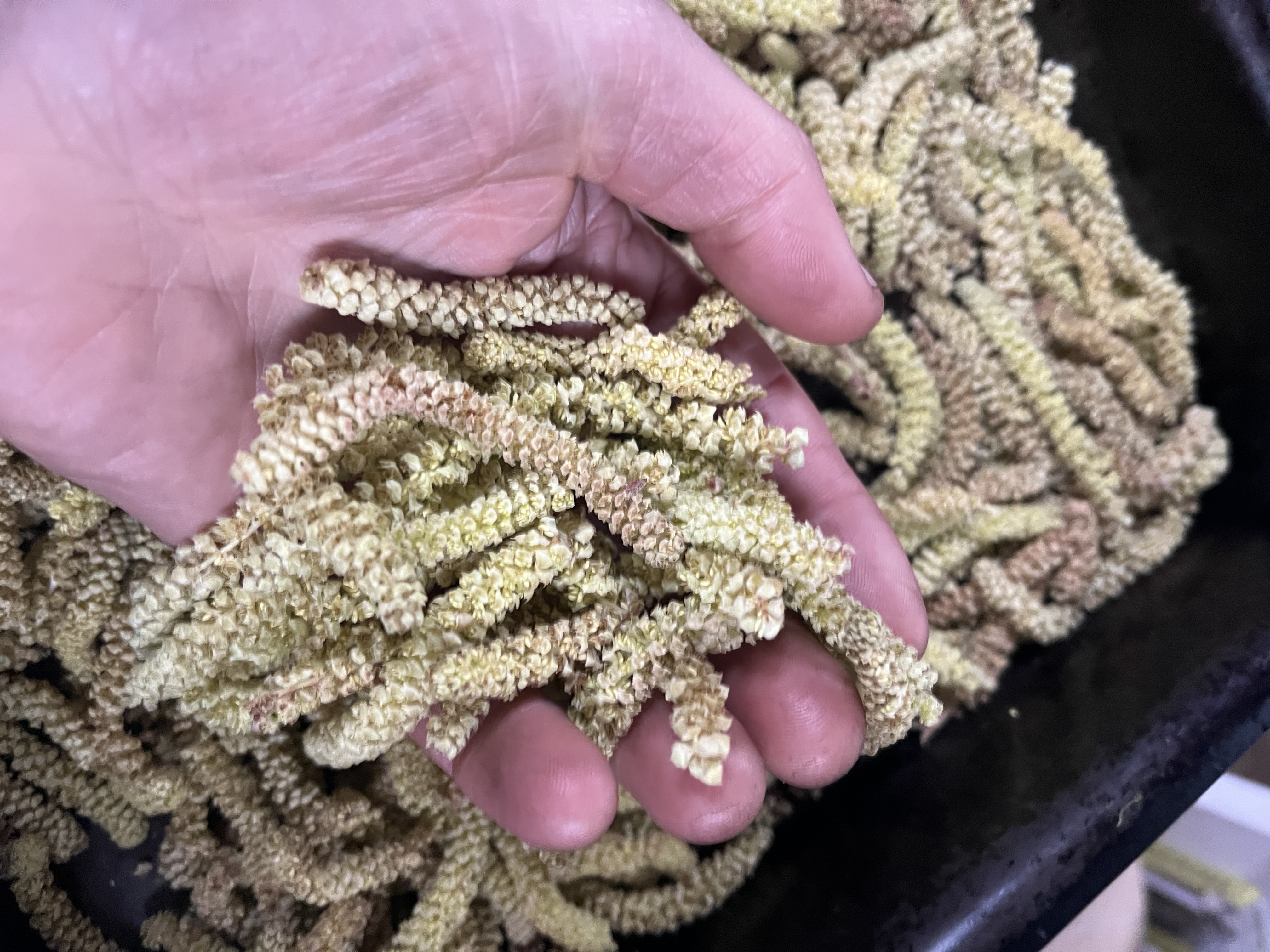 FEBRUARY HAZEL POLLEN: Sweet or Savoury?