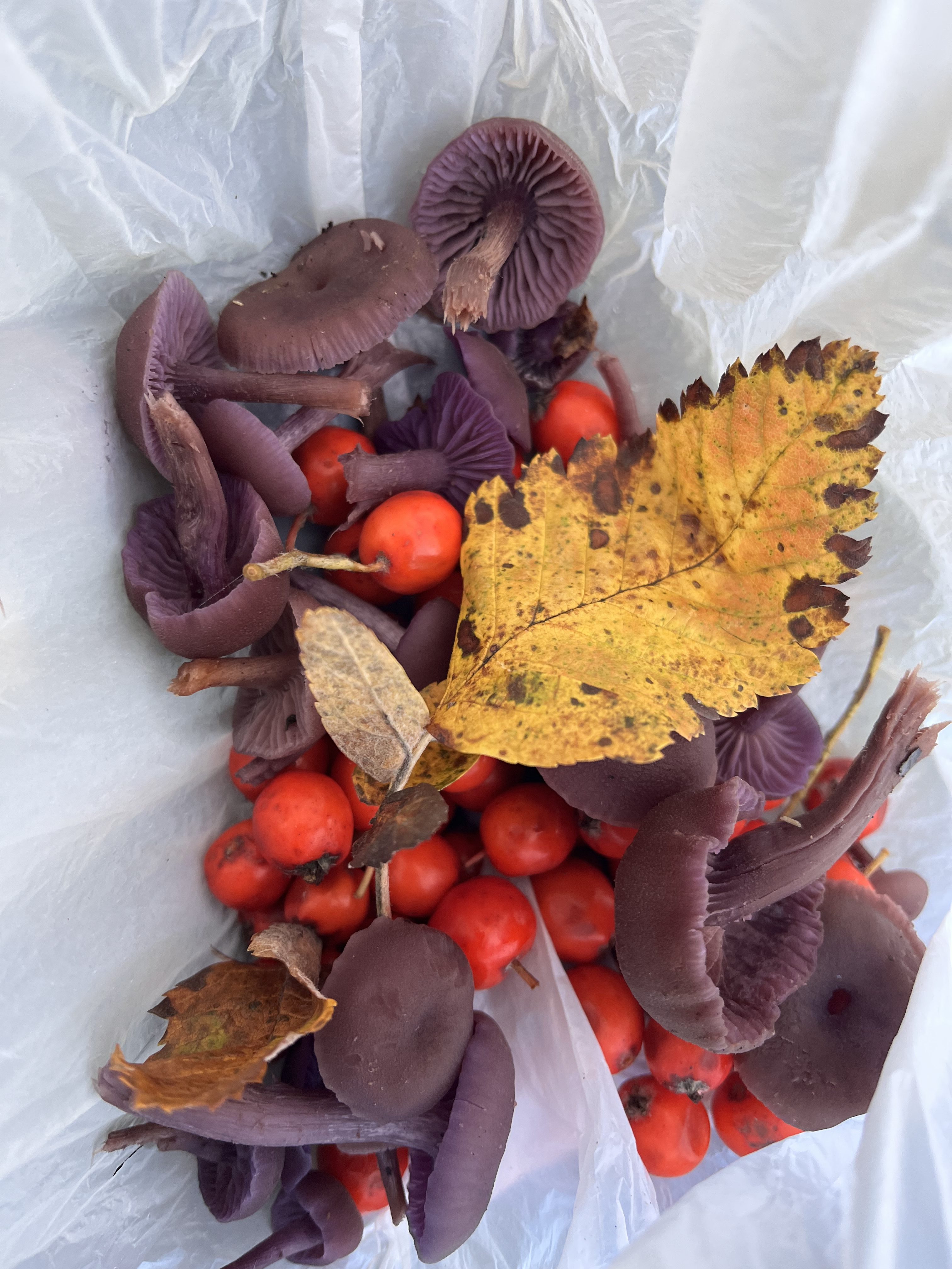 Meet The Mushrooms of Plantation Wood